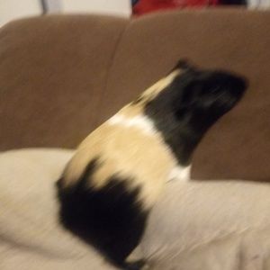 Meet your Posher, David